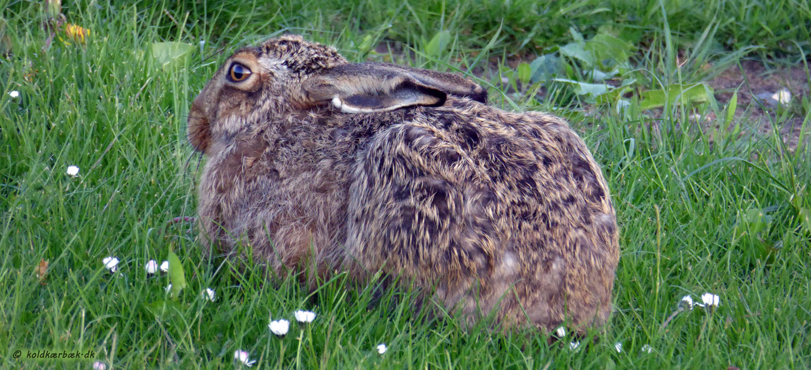 Hare ved Koldkær Bæk. 13-5-2014. Haren er et fantastisk dyr. Det vil være trist, hvis kommende generationer berøves oplevelsen af haren i det åbne landskab.